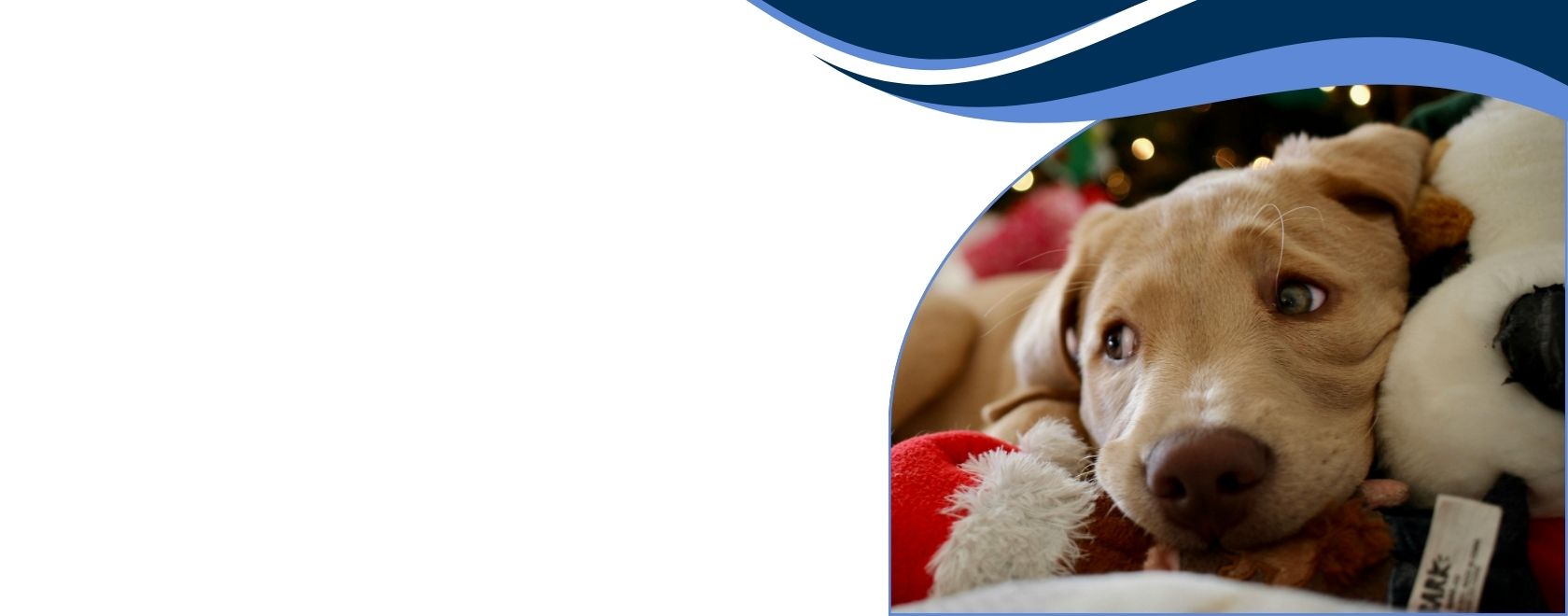 picture of a dog staying cozy inside during winter